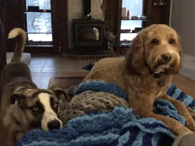 AWESOME DOGGIE DEN BOARDING    'BEST HOME AWAY FROM HOME', View more