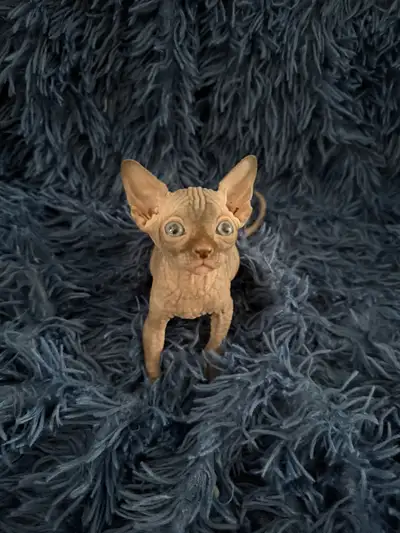 Sphynx Kittens Looking for Loving Homes, View more