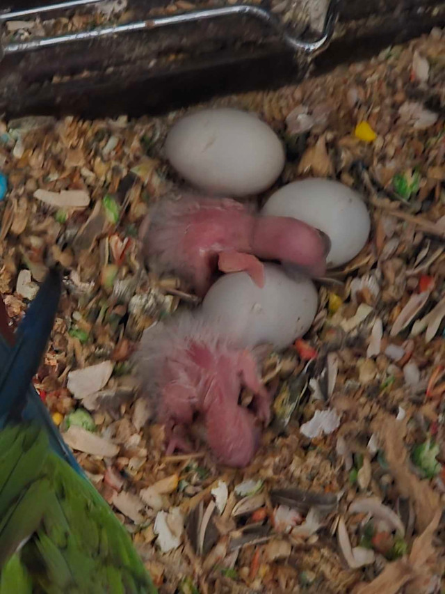Bébés conure pineapple à nourrir VENDU dans Oiseaux à adopter  à Laurentides - Image 2