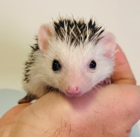Adorbale and very tame baby Pygmy Hedgehogs! Amazing pets!