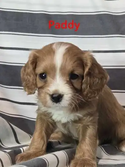 Hey we have beautiful litter of Cavapoo puppies needing a forever homes Call / text to meet them 647...