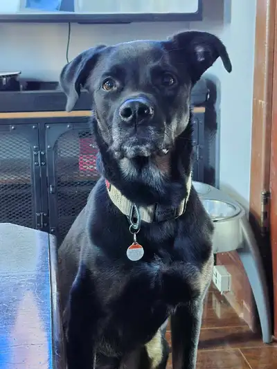 3 year old Shepherd mix for rehoming, View more