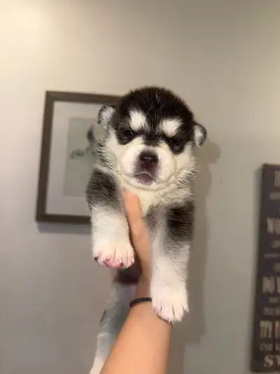 Beautiful Husky puppies born May 29th Puppies READY JULY 28th 1,000 without shots 1,250 with! Open t...