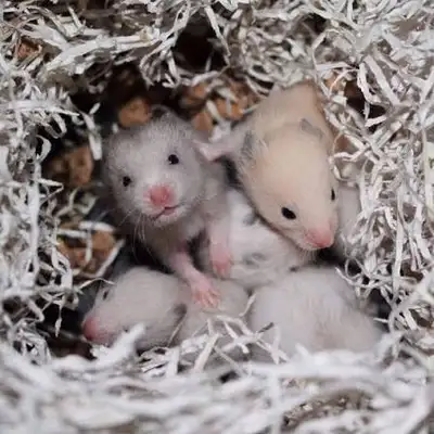 looking for baby Syrian hamster., View more