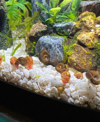 Trade or buy: Ramshorn snails
