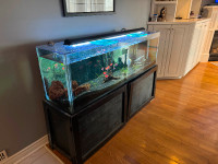 65 gallon fish tank + accessories