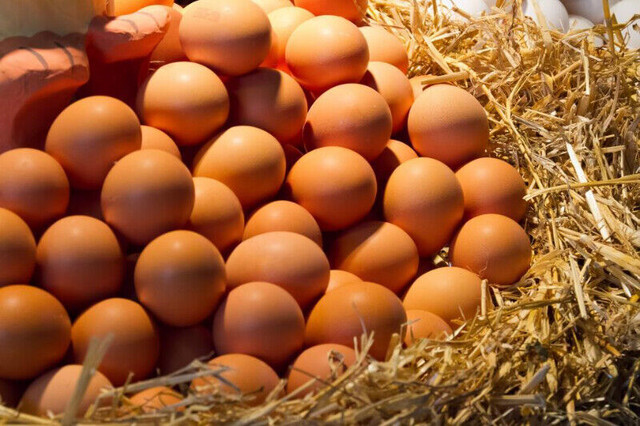Farm Fresh Eggs dans Animaux de ferme  à Barrie