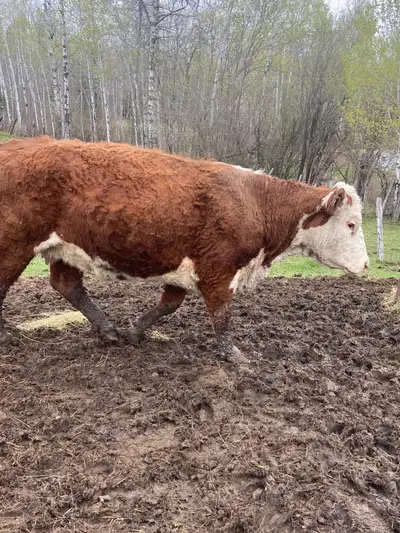 offering a beautiful 3-year-old Hereford cow, ready to join your herd. Bred for fall calving Don't m...