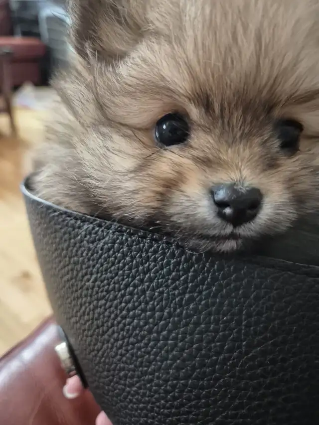 Pomeranian puppy in Dogs & Puppies for Rehoming in City of Montréal - Image 10