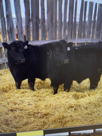 Angus bulls for sale