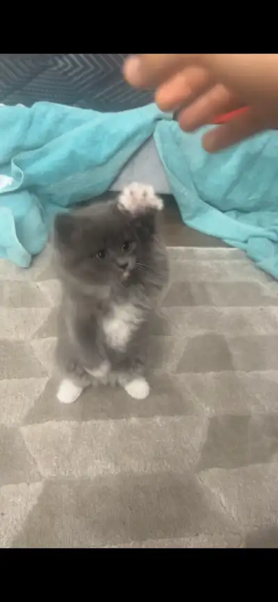 cat for rescue, View more