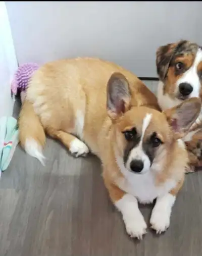 Corgi Poo Puppies, View more