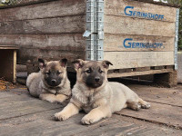 Norwegian Elkhound Puppies for sale 