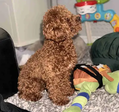 Toy Poodle, View more
