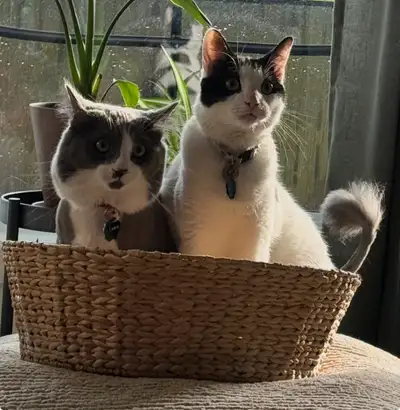 2 Chats en santé à adopter ensemble., View more
