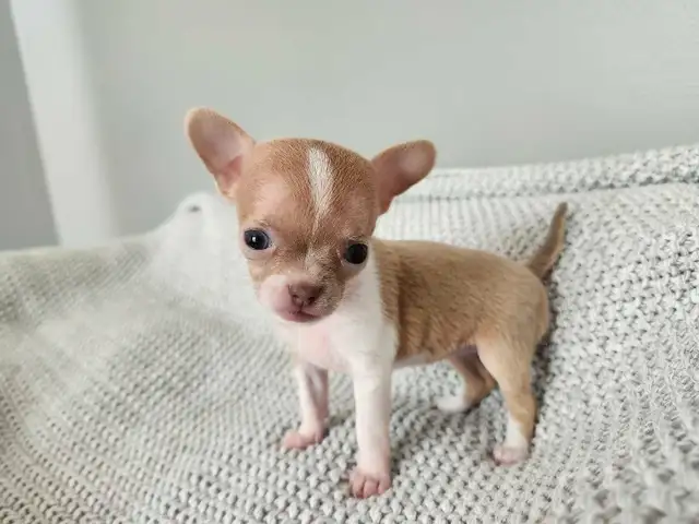 ❤️Applehead Chihuahua puppies- last one! ❤️ in Dogs & Puppies for Rehoming in Edmonton - Image 6