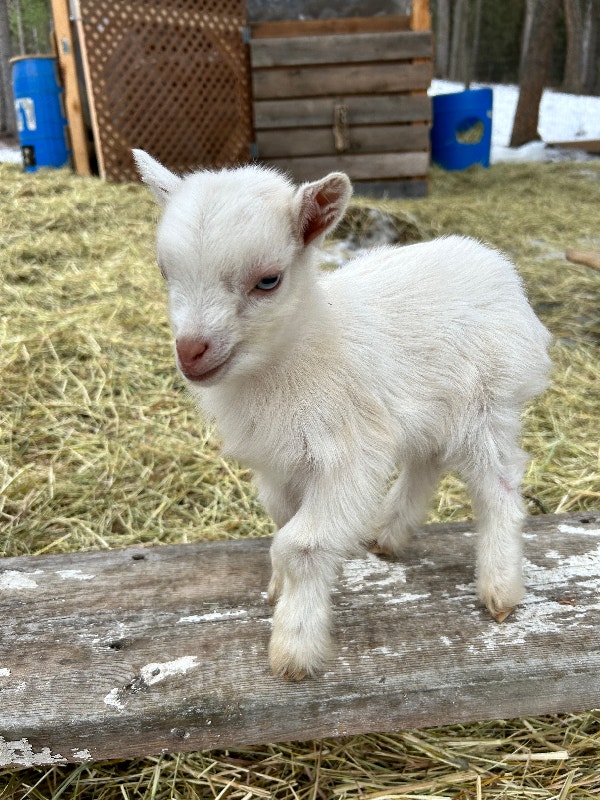 Nigerian x Nubian dwarf goats Livestock 100 Mile House Kijiji