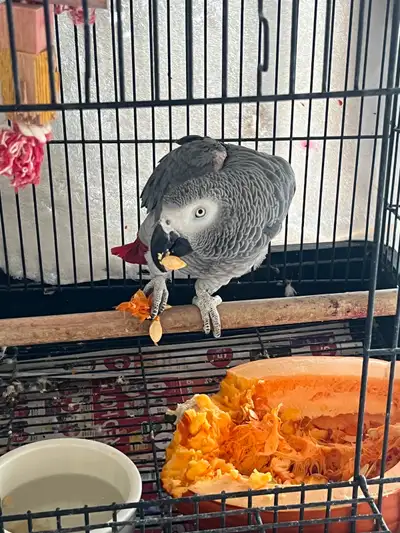 Loving Home for Our Boy - African Grey Congo, View more