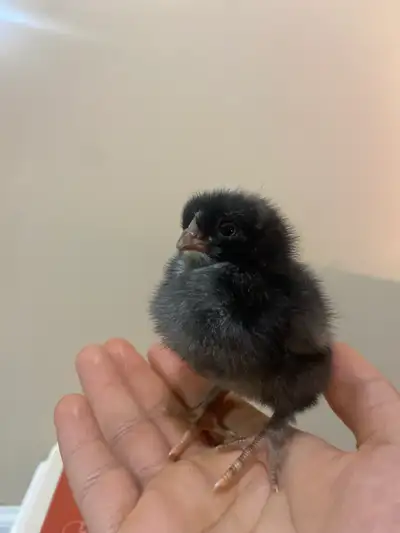 baby chicks, View more