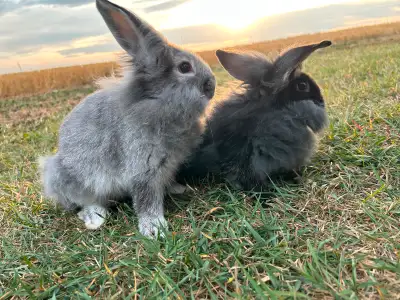 2 Bunnies!!, View more