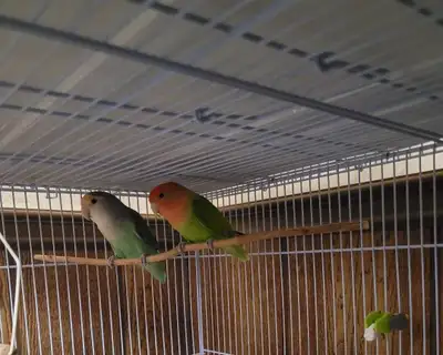 DNA Tested Lovebird Pair, View more