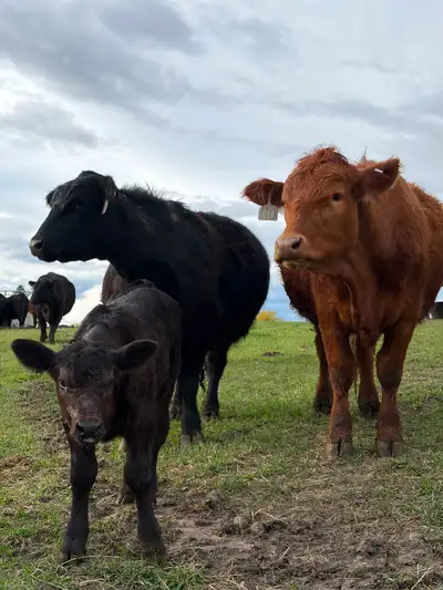 Angus Heifer calf pairs, View more