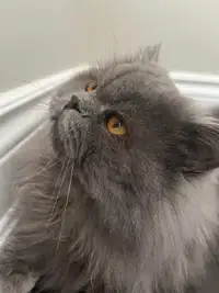 Persian/Scottish Fold Cat For Sale