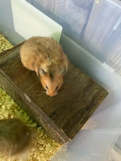 Syrian Long-Haired Hamster, View more