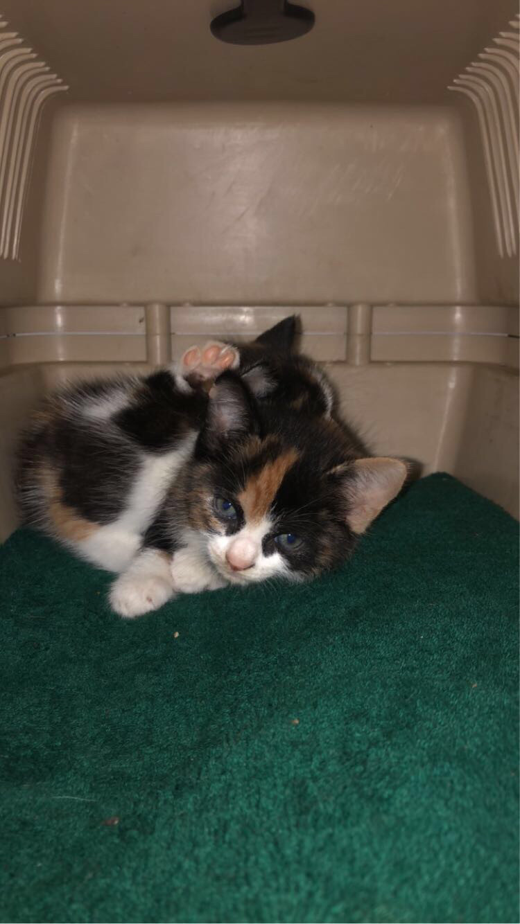 chaton à donner gratuit près de le petit quevilly