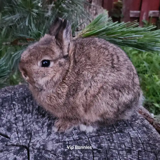 EXTRAORDINARY NETHERLAND DWARF, Mini rex, Holland lop baby bunny in Small Animals for Rehoming in Cape Breton - Image 8