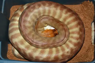 I have two 2024 pairs available, asking . $400 males $600 females $800 pair Local sales only, not sh...