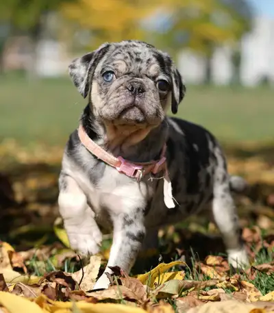 Pug puppies Panda, View more