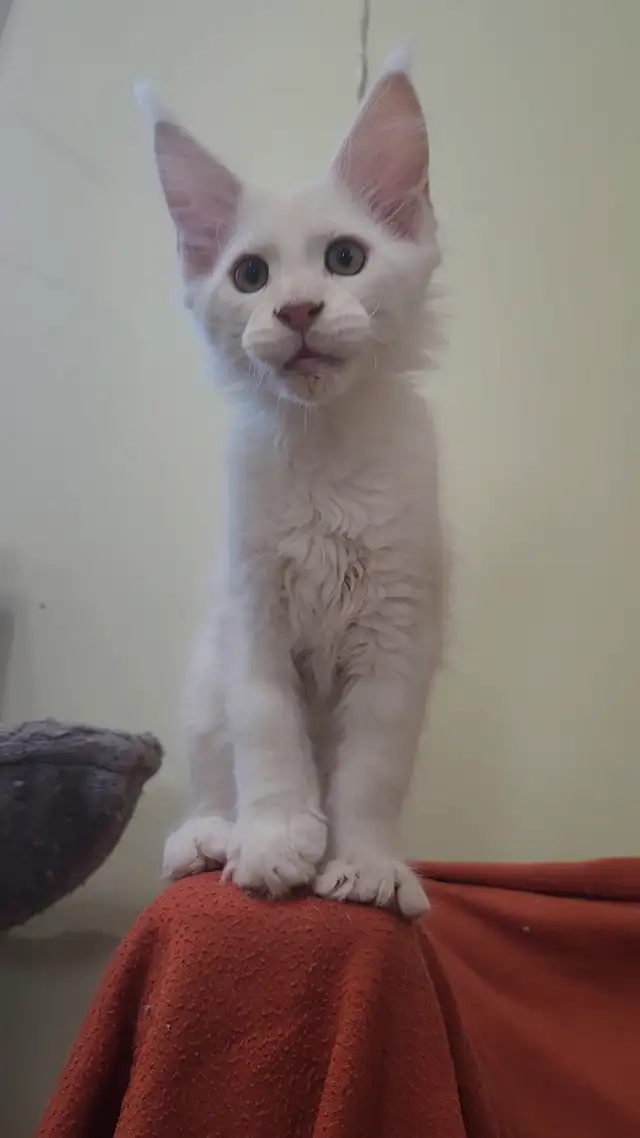 Maine Coon
