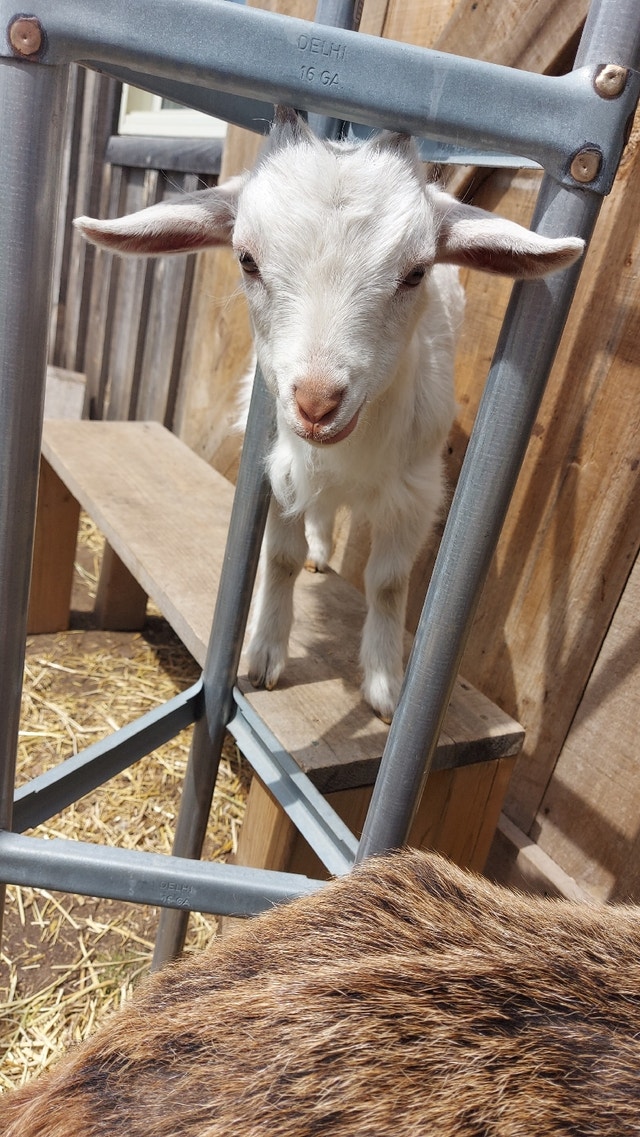 Nigerian dwarf pygmy cross, Pygora pygmy cross | Livestock | Cambridge