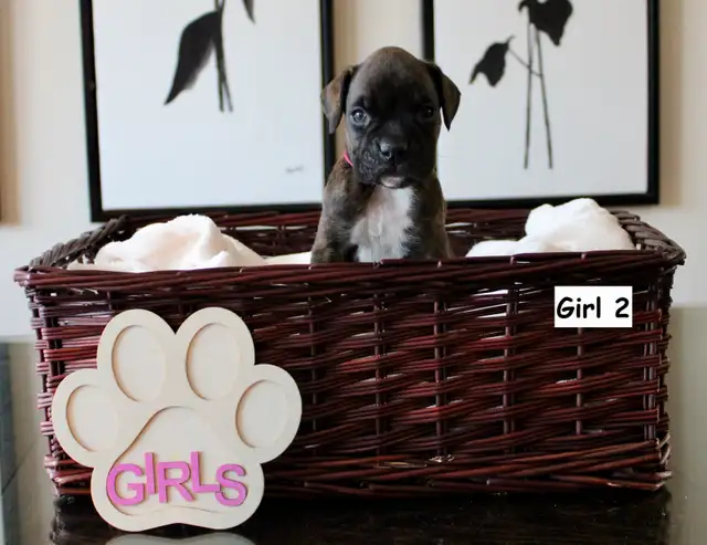 Purebred Boxer Puppies! - 4 Left in Dogs & Puppies for Rehoming in Mississauga / Peel Region - Image 4