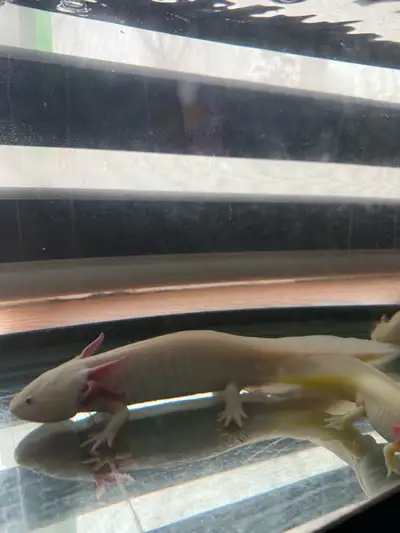 12 inch male axolotle for sale , View more