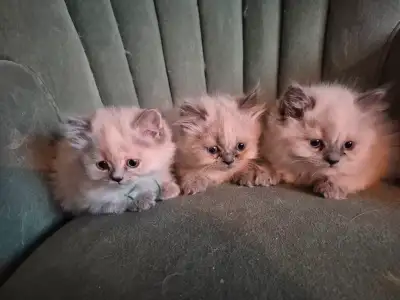 J'aurais à vendre chatons hymalayens Nés le 8 mars 2025 Donc seront prêts à partir 3 mai. Tous des m...