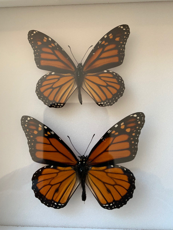 Cadre décoratif , vrais  papillons couple  Monarque dans Décoration intérieure et accessoires  à Ville de Montréal - Image 4