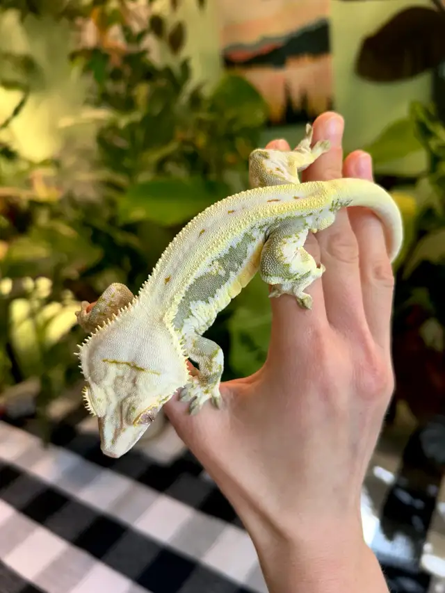 Gecko à Crête male reproducteur lilly white in Reptiles & Amphibians for Rehoming in City of Montréal - Image 6