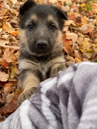 German Shepherd puppies soon available, View more