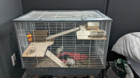 Rats et cage