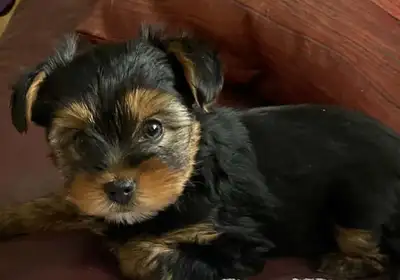 Female Yorkshire femelle black/tan, View more