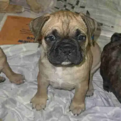 Adorable Puppies, ready for Christmas!, View more