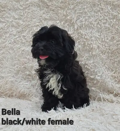 Maltipoo Puppies, View more