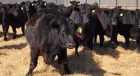 Premium Black Angus Replacement Heifers