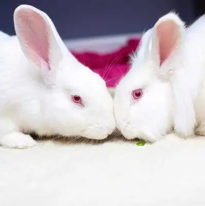 Rabbit Grooming & Boarding, View more
