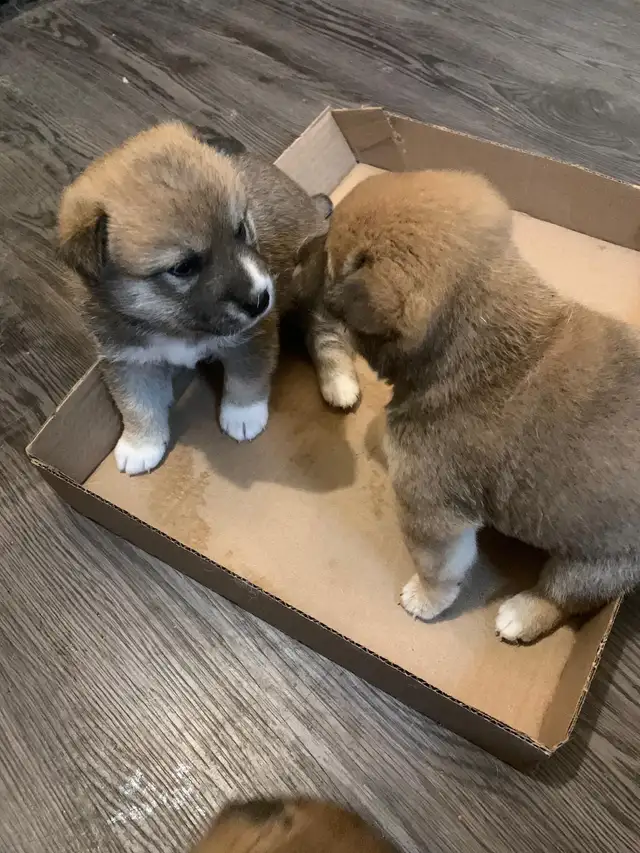 Purebred Shiba Inu  next litter arriving on or around July 15!!! in Dogs & Puppies for Rehoming in Oshawa / Durham Region - Image 3