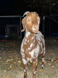 Wanted. Wethered goat for pet