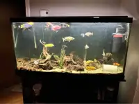 aquarium 90 gallons - FULL EQUIPPED