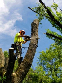 Tree Removal Markham / York Region Toronto (GTA) Preview